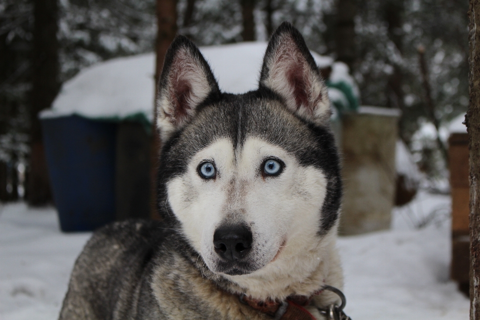 Snow cold winter dog