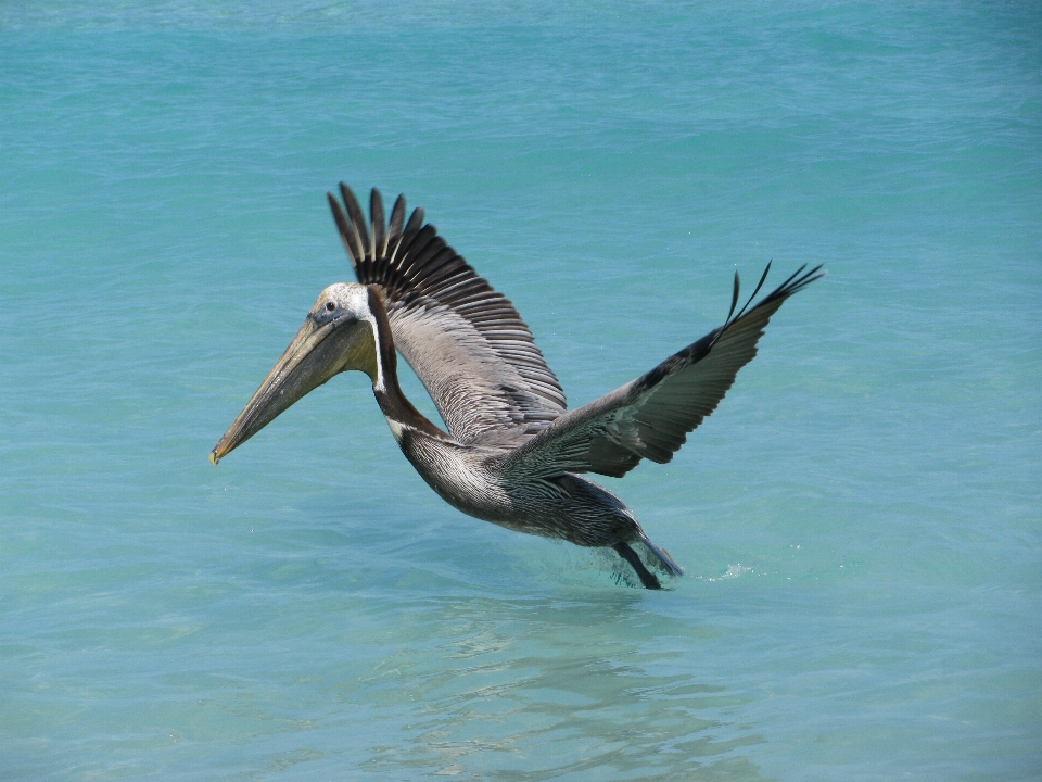 Ozean vogel flügel pelikan