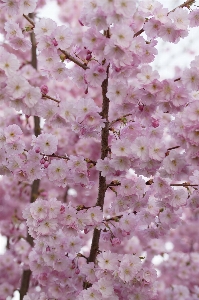 Tree branch blossom plant Photo