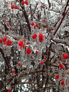 Tree branch snow cold Photo