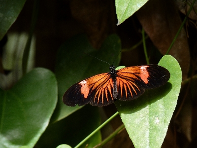 Nature outdoor wing plant Photo