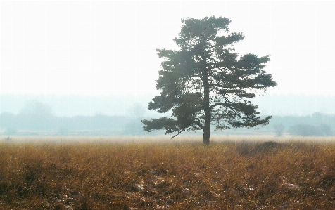 Landscape tree nature grass Photo