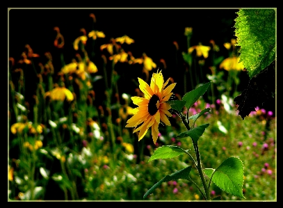 Nature blossom plant meadow Photo