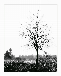 Foto Lanskap pohon alam rumput