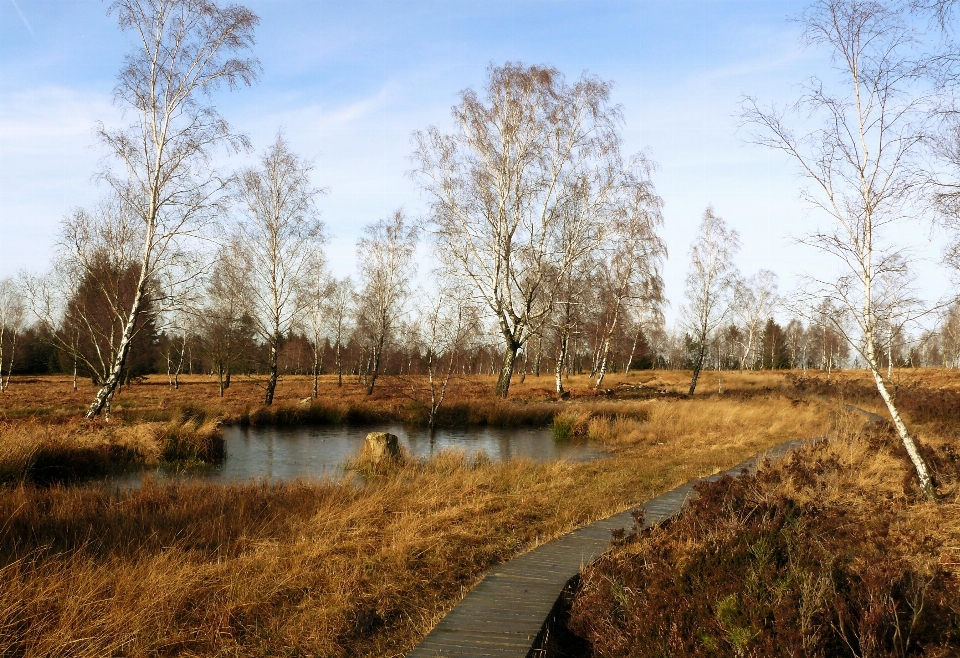 Krajobraz drzewo woda natura