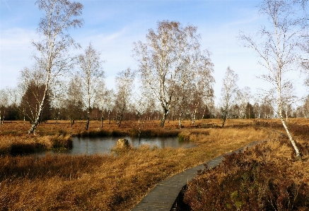 Landscape tree water nature Photo