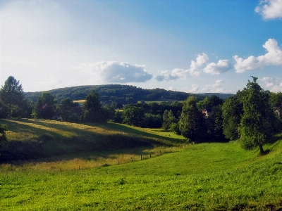 Landscape tree nature forest Photo