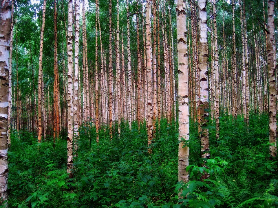 árbol naturaleza bosque planta