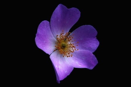 Foto Natura fiore pianta fotografia