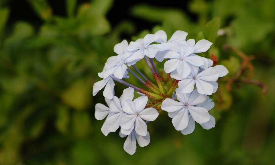 Nature fleurir croissance usine