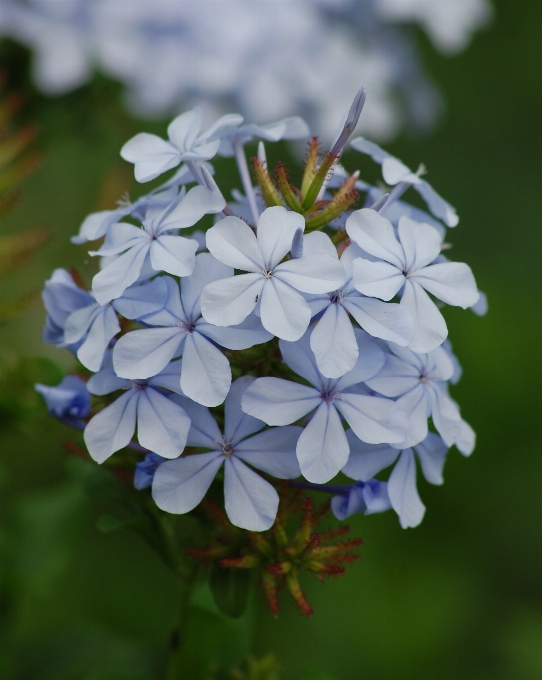 Nature blossom growth plant