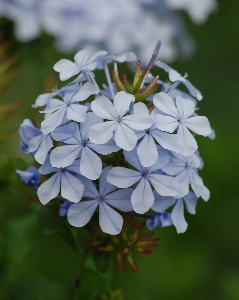 Nature blossom growth plant Photo