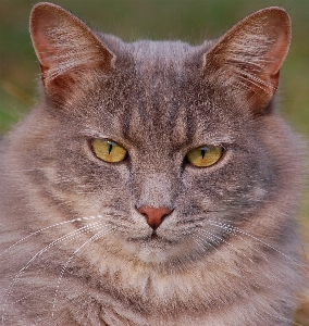 Foto Animali selvatici selvaggio animale domestico pelliccia