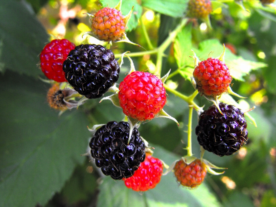 Plant raspberry fruit berry