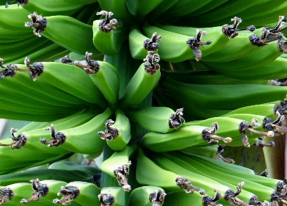 Plant fruit leaf flower Photo