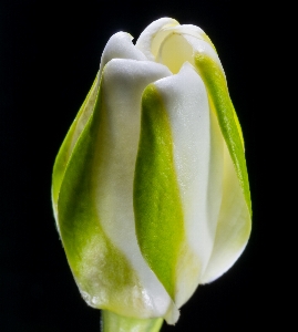 花 植物 花弁 咲く 写真