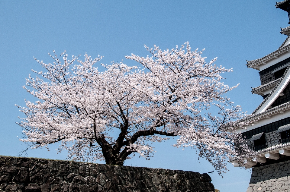 árbol rama florecer nieve