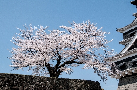 Tree branch blossom snow Photo