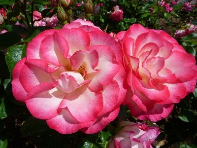 Blossom plant flower petal Photo