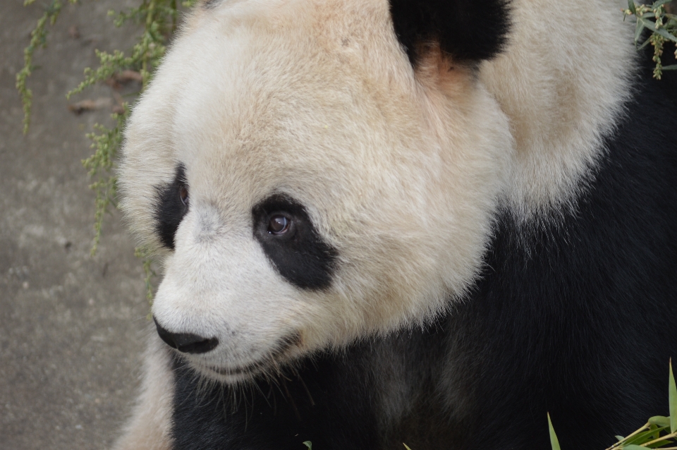 Animal bear wildlife zoo