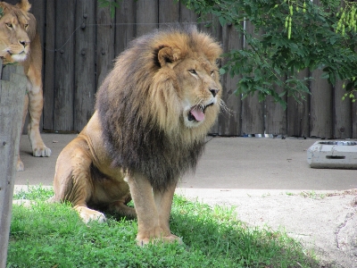 Photo Animal homme faune environnement