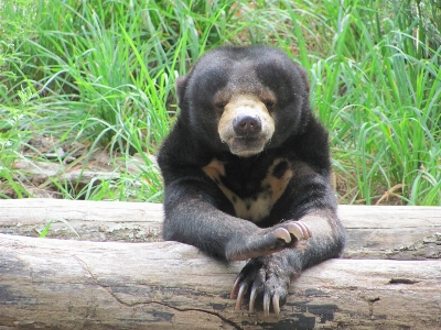 Sun animal bear zoo Photo