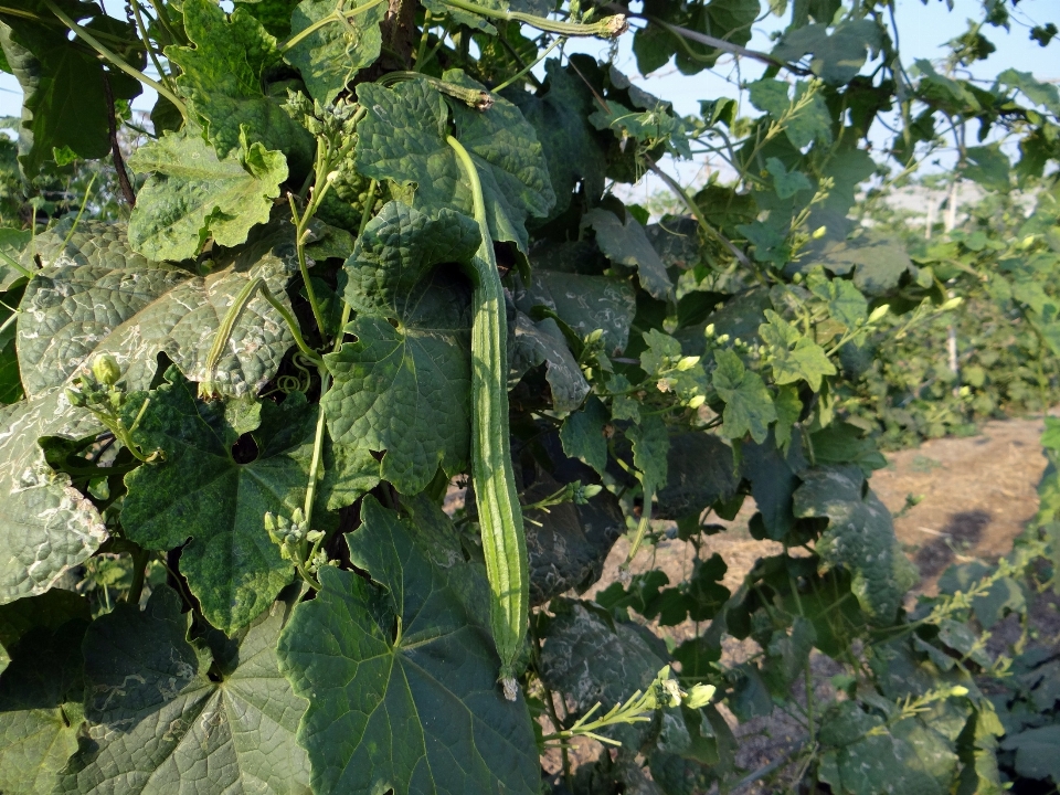 Ağaç bitki üzüm vine