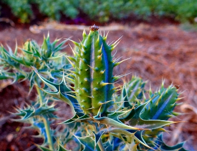 Grass prickly plant leaf Photo