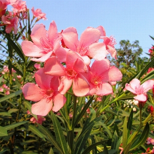 Blossom plant stem leaf Photo