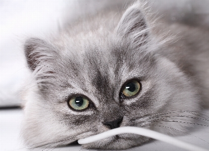 黒と白
 かわいい ライン 子猫 写真