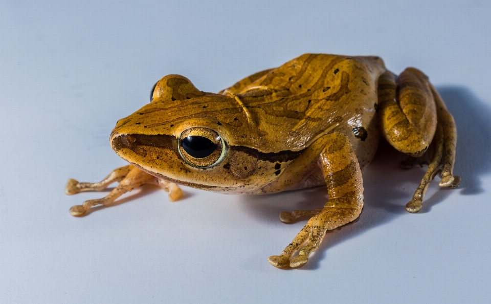 Rana sapo anfibio fauna