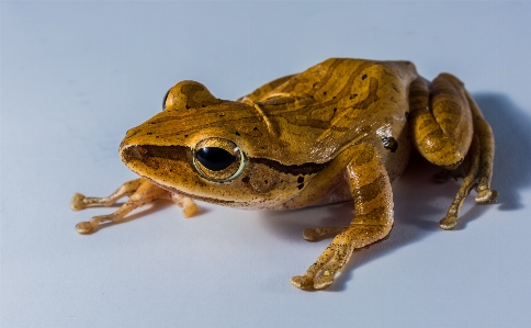 Frog toad amphibian fauna Photo