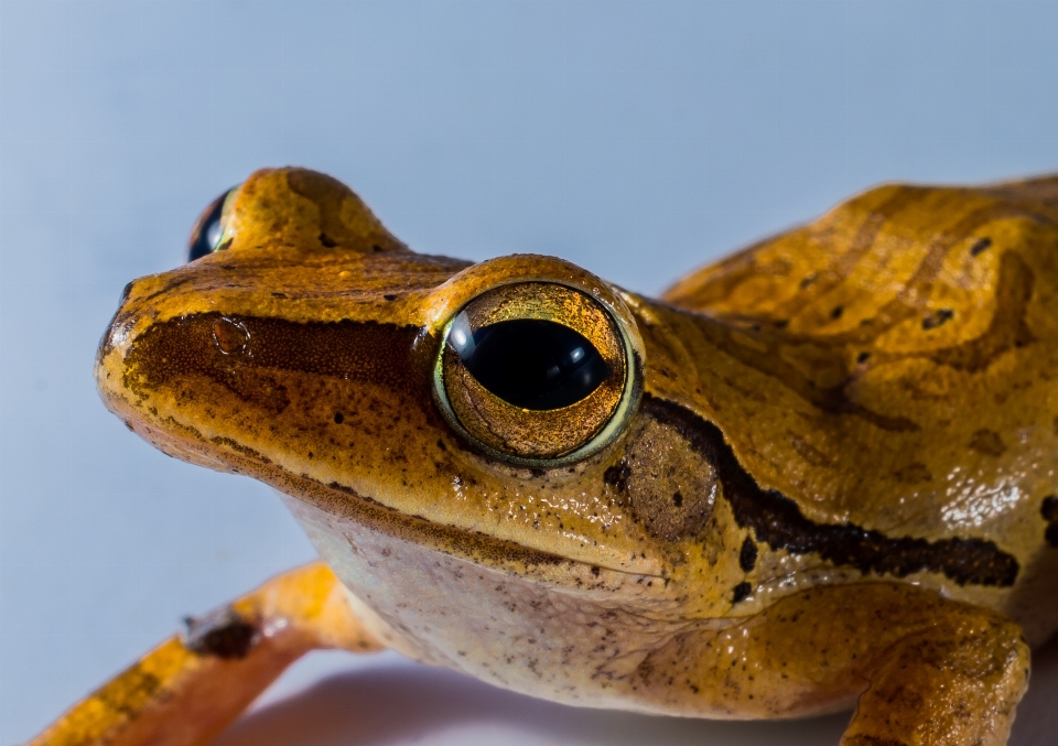 Katak kodok amfibi fauna