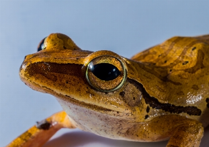 Frog toad amphibian fauna Photo