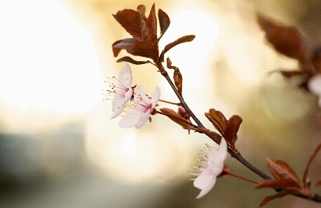 Nature branch blossom bokeh Photo