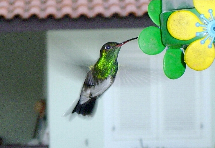 Bird wing green hummingbird Photo