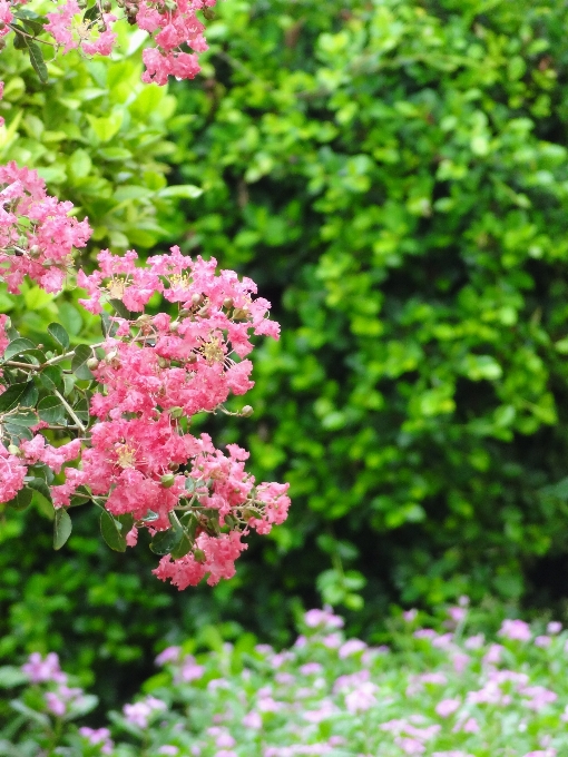 花 植物 幹 葉