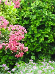 Blossom plant stem leaf Photo