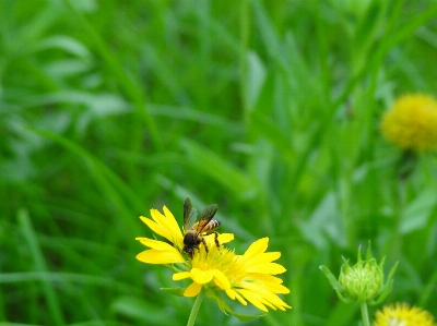 Nature grass outdoor blossom Photo