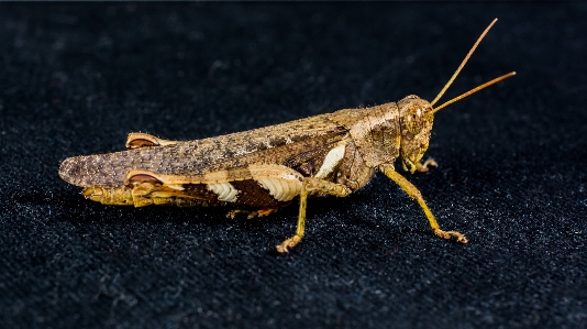 Photography insect moth close Photo