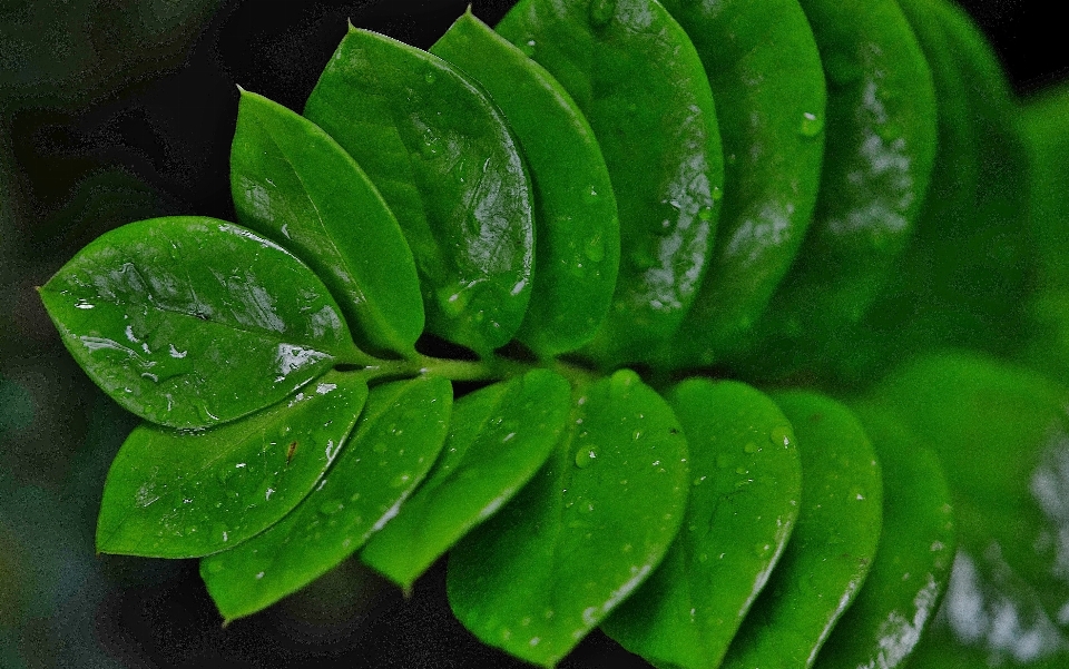 Nature plant leaf flower