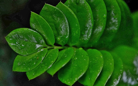 Foto Alam tanaman daun bunga