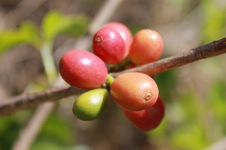 Branch coffee plant grain Photo