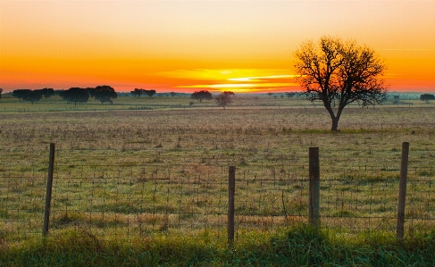 Landscape tree nature grass Photo