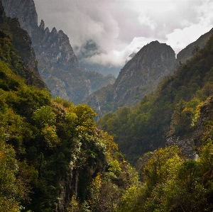 Landscape tree nature forest Photo