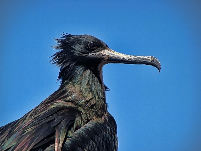 Bird wing animal seabird Photo