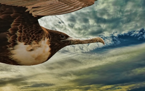 鳥 羽 動物 海鳥
 写真