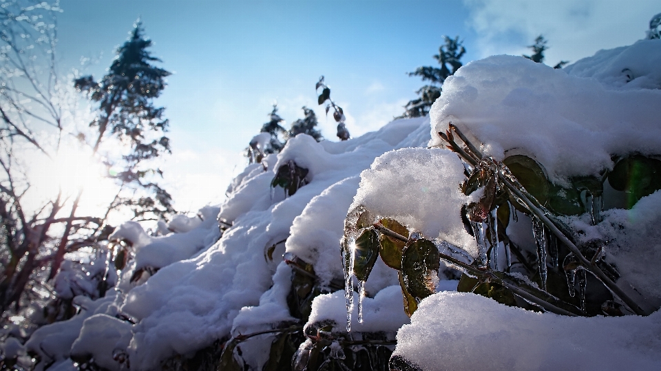 山 雪 冬天 城市