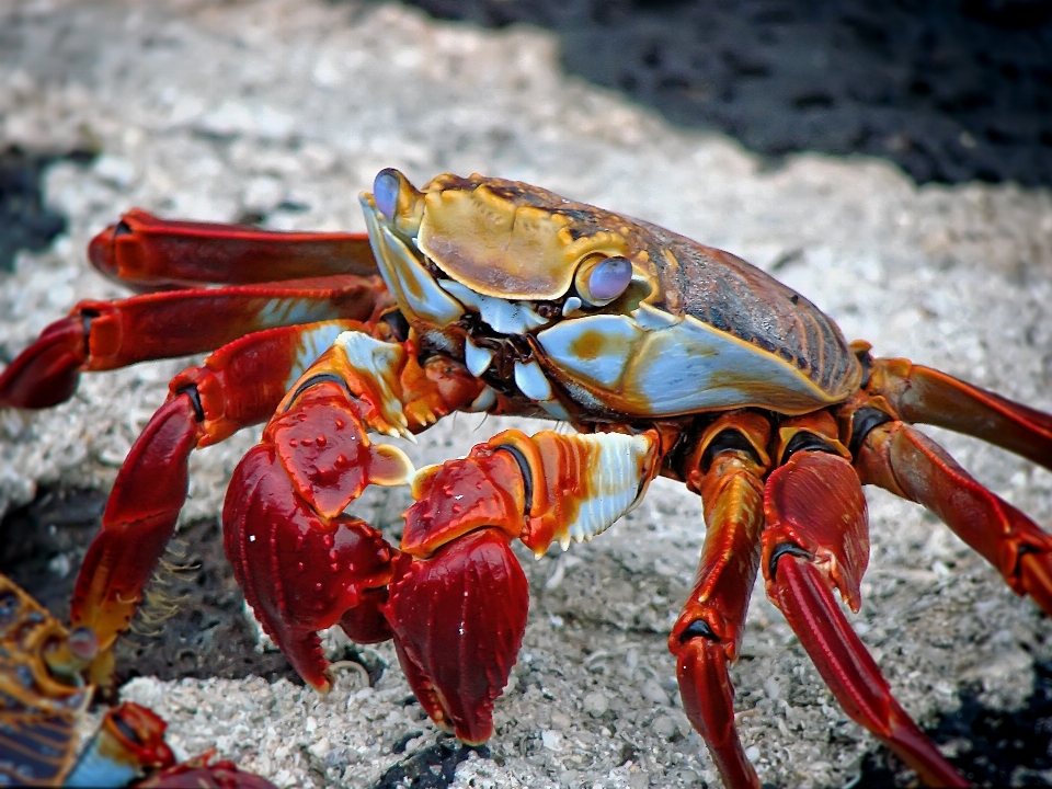 Strand tier tierwelt essen