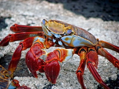 Beach animal wildlife food Photo